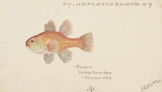 Frank Edward Clarke - Vincentia conspera Tas Southern Cardinalfish.webp