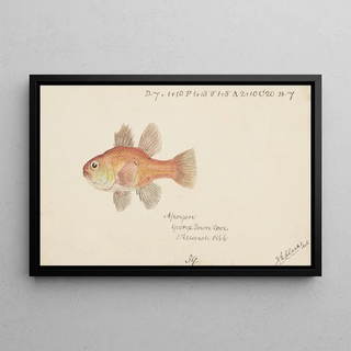 Frank Edward Clarke - Vincentia conspera Tas Southern Cardinalfish.webp