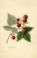 Rubus Rancocas - Frank Muller — näkymä teoksesta