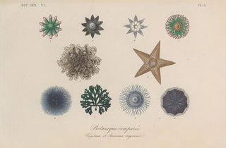 Franois Hrincq - Traite de botanique generale Pl008.webp