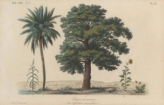 Franois Hrincq - Traite de botanique generale Pl023.webp