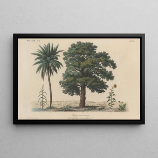 Franois Hrincq - Traite de botanique generale Pl023.webp