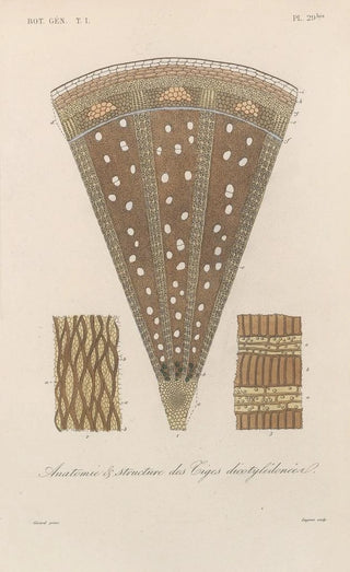 Franois Hrincq - Traite de botanique generale Pl030.webp