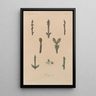 Franois Hrincq - Traite de botanique generale Pl032.webp