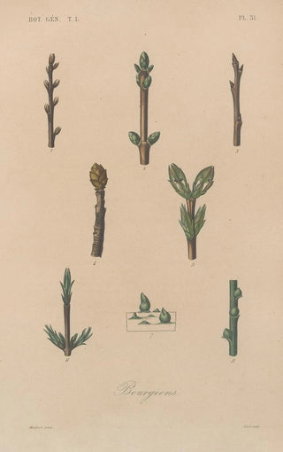 Franois Hrincq - Traite de botanique generale Pl032.webp