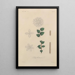 Franois Hrincq - Traite de botanique generale Pl044.webp