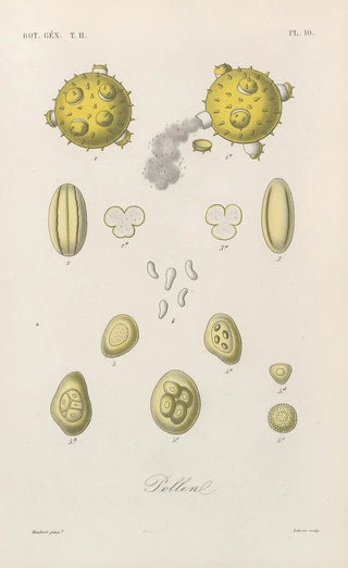 Franois Hrincq - Traite de botanique generale Pl061.webp