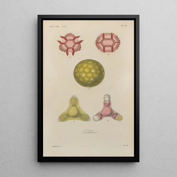 Franois Hrincq - Traite de botanique generale Pl066.webp