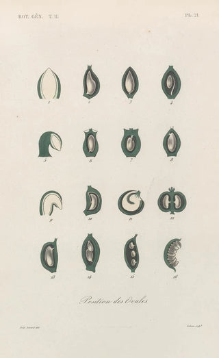 Franois Hrincq - Traite de botanique generale Pl072.webp