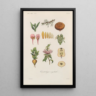 Franois Hrincq - Traite de botanique generale Pl085.webp