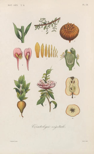Franois Hrincq - Traite de botanique generale Pl085.webp