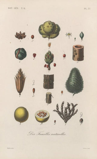Franois Hrincq - Traite de botanique generale Pl088.webp