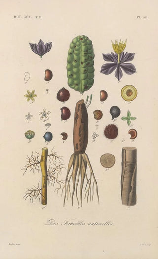Franois Hrincq - Traite de botanique generale Pl089.webp