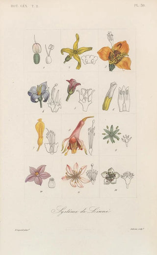 Franois Hrincq - Traite de botanique generale Pl090.webp