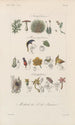 Traité de botanique générale Pl094 - François Hérincq — näkymä teoksesta