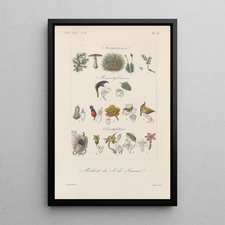 Franois Hrincq - Traite de botanique generale Pl094.webp