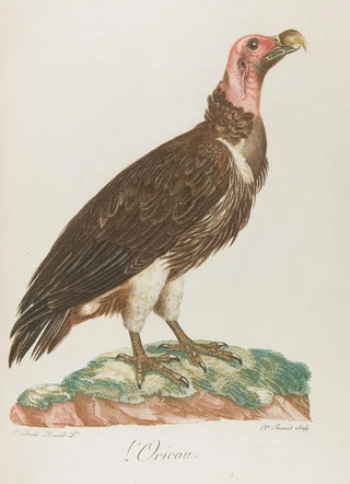 Franois Levaillant - LOricou.webp