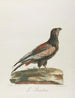 Le bateleur - François Levaillant — näkymä teoksesta