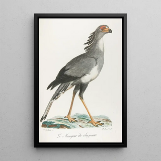 Franois Levaillant - Le mangeur de serpents.webp