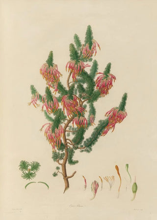 Franz Andreas Bauer - Delineations of exotick plants cultivated in the Royal gardens at Kew Pl10.webp