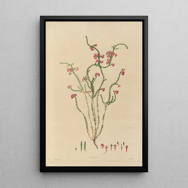 Franz Andreas Bauer - Delineations of exotick plants cultivated in the Royal gardens at Kew Pl15.webp