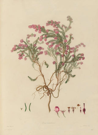 Franz Andreas Bauer - Delineations of exotick plants cultivated in the Royal gardens at Kew Pl23.webp