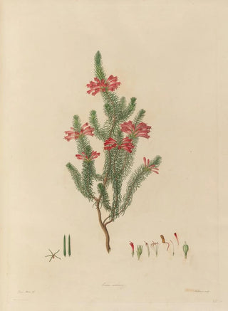 Franz Andreas Bauer - Delineations of exotick plants cultivated in the Royal gardens at Kew Pl25.webp