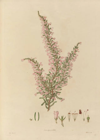 Franz Andreas Bauer - Delineations of exotick plants cultivated in the Royal gardens at Kew Pl27.webp