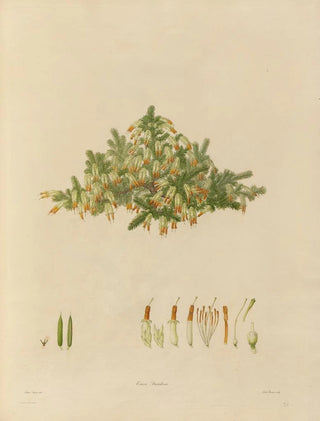 Franz Andreas Bauer - Delineations of exotick plants cultivated in the Royal gardens at Kew Pl29.webp