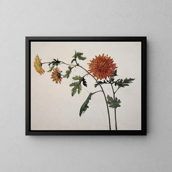 Chrysanthèmes - Franz Theobald Horny — kehystetty taideteos seinällä