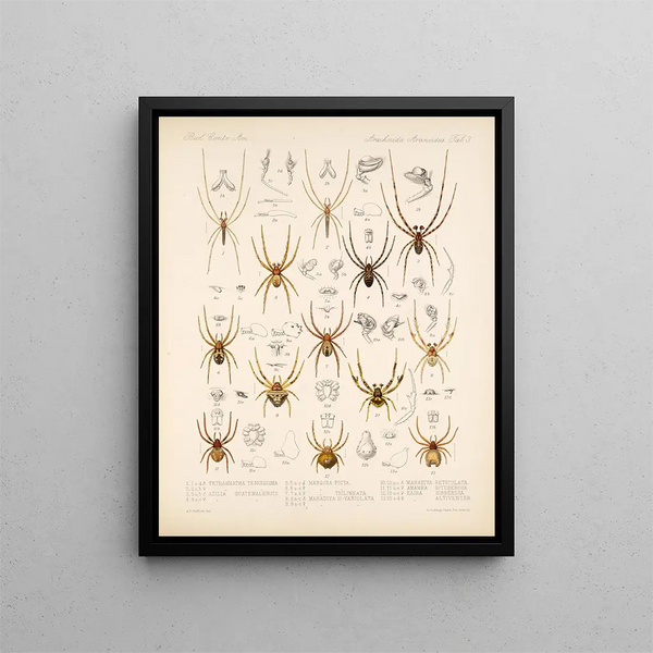 Frederick DuCane Godman - Arachnida Araneidea Pl 03.webp