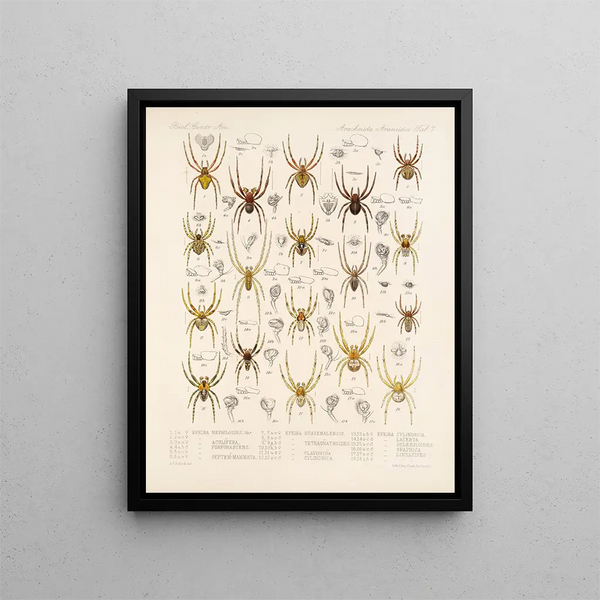 Frederick DuCane Godman - Arachnida Araneidea Pl 07.webp