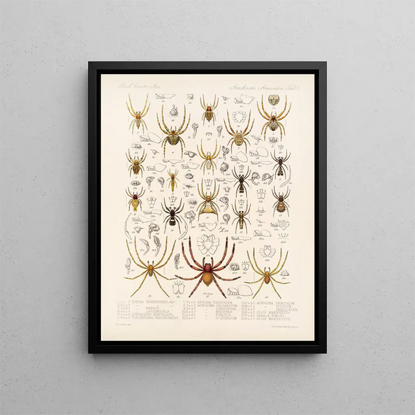 Frederick DuCane Godman - Arachnida Araneidea Pl 08.webp