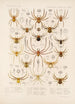 Arachnida Araneidea Pl 09 - Frederick DuCane Godman — näkymä teoksesta
