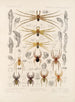 Arachnida Araneidea Pl 30 - Frederick DuCane Godman — näkymä teoksesta