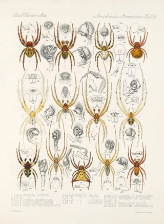 Frederick DuCane Godman - Arachnida Araneidea Pl 36.webp