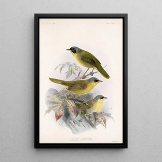 Frederick DuCane Godman - Aves Pl 09.webp