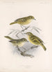 Aves Pl 12 - Frederick DuCane Godman — näkymä teoksesta
