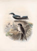 Aves Pl 15 - Frederick DuCane Godman — näkymä teoksesta