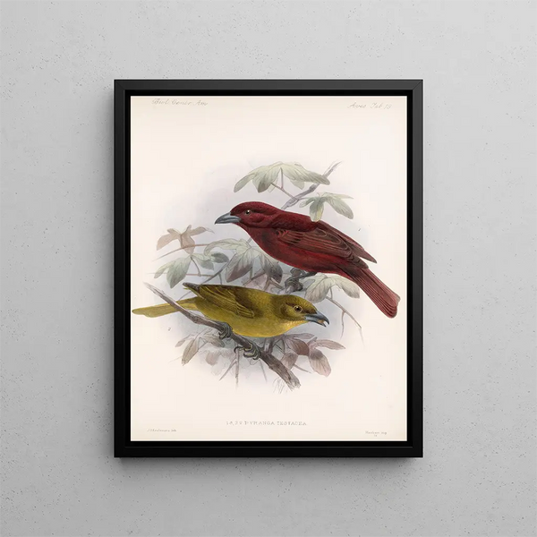 Frederick DuCane Godman - Aves Pl 20.webp