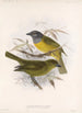 Aves Pl 21 - Frederick DuCane Godman — näkymä teoksesta