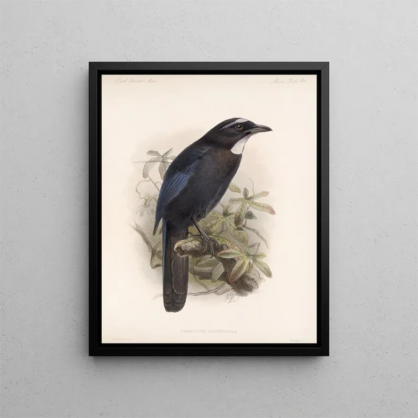 Frederick DuCane Godman - Aves Pl 35.webp
