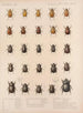Insectes Coléoptères Pl 018 - Frederick Du Cane Godman — näkymä teoksesta