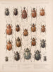 Insectes Coléoptères Pl 020 - Frederick Du Cane Godman — näkymä teoksesta