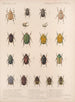 Insectes Coléoptères Pl 021 - Frederick Du Cane Godman — näkymä teoksesta