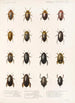 Insektit Coleoptera Pl 038 - Frederick DuCane Godman — näkymä teoksesta