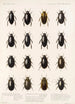 Insektit Coleoptera Pl 039 - Frederick DuCane Godman — näkymä teoksesta