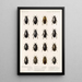 Insektit Coleoptera Pl 039 - Frederick DuCane Godman — kehystetty taideteos seinällä