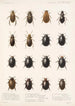Insektit Coleoptera Pl 040 - Frederick DuCane Godman — näkymä teoksesta