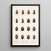 Insektit Coleoptera Pl 040 - Frederick DuCane Godman — kehystetty taideteos seinällä